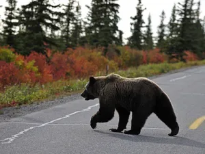 O turistă de 72 de ani a fost muşcată de o ursoaică la barajul Vidrarul. A scos mâna pe geam - Foto: Profimedia / imagine rol ilustrativ