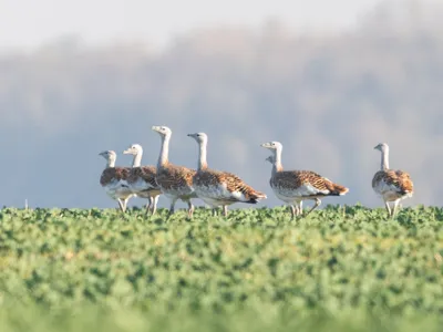 Foto: Asociația Grupul Milvus