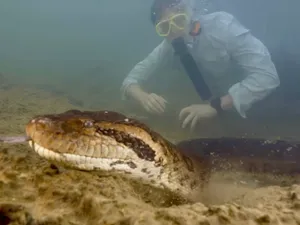 Momentul în care un anaconda uriaș încearcă să înghită un bărbat. Mușcătura i-a salvat viața - Foto: Profimedia images - Caracter ilustrativ