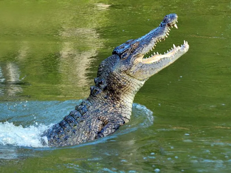 Crocodil/FOTO: Getty