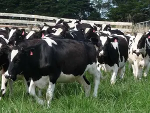 Suspiciune de antrax, la trei angajați ai unei ferme de bovine din Iași. Ancheta epidemiologică Foto: news.ro (fotografie cu rol ilustrativ)