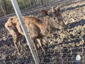 Fotografia cu un cerb subnutrit de la Grădina Zoologică din Timișoara a stârnit un val de proteste. Astăzi, cerbul a murit Foto: tion.ro