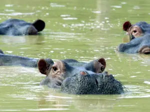 Columbia intenționează să trimită 70 de „hipopotami de cocaină” escobarieni în India și Mexic - Foto: Profimedia Images