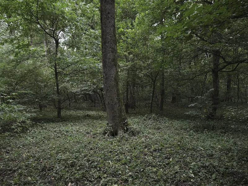 De ce devine Pădurea Băneasa arie naturală protejată? Cine deţine acum domeniul acesta? - Foto: INQUAM PHOTOS/Octav Ganea