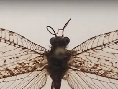 VIDEO O insectă gigantică din protoistorie zbura printr-un supermarket - Foto: captură video YouTube/ABC 7 Chicago