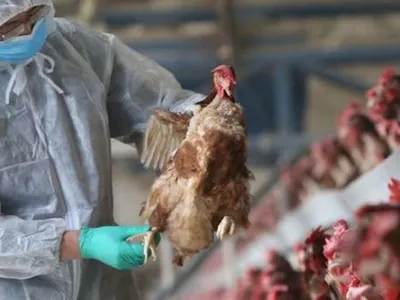 Franța a ridicat nivelul de alertă. Virusul gripei aviare, H5N8, se extinde în Europa. / Foto: stirilekanald.ro