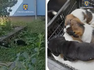 Bărbat amendat de polițiști după ce a abandonat o cățelușă cu pui în fața unui cabinet veterinar - Foto: IPJ Caras-Severin