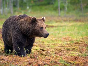 Locuitorii de lângă București, avertizați prin RO-Alert privind prezența unui urs în zonă - Foto: Profimedia Images/ Imagine cu caracter ilustrativ