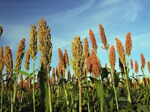 Care este planta care ar putea salva culturile agricole din România de la secetă. Folosită ca nutreț Foto: Botoanistii.ro