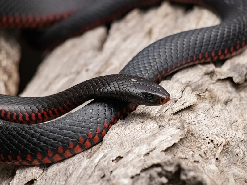 Un vânător de reptile s-a răzbunat după ce a fost înșelat de un client. Șarpele ucigaș „a revenit” - FOTO: Pixabay