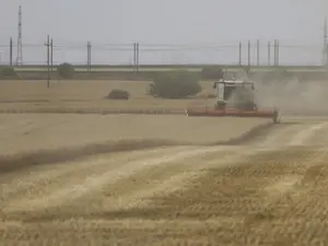 Producţia medie de grâu, 4,5 tone/hectar în Olt. În 2021, a fost cu peste o tonă mai mare. / Foto: Inquam Photos / Octav Ganea