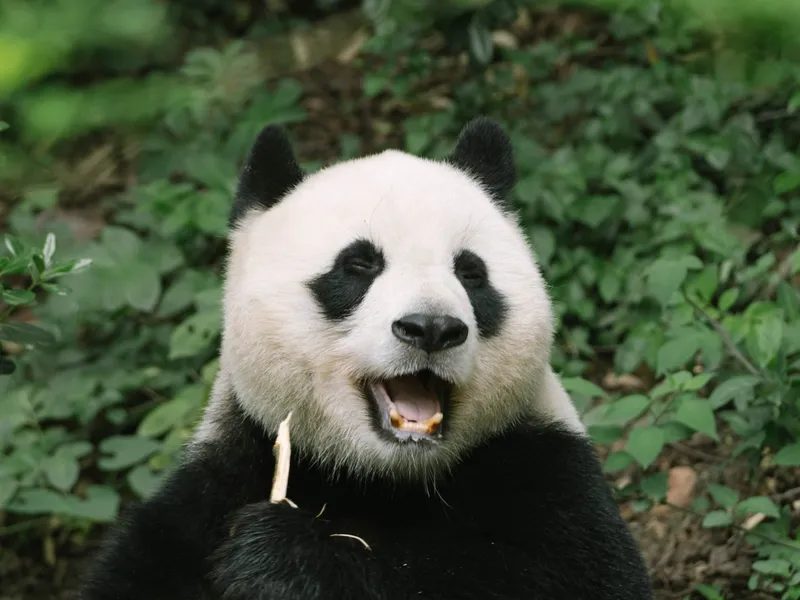 Urs panda - Foto: Pexels