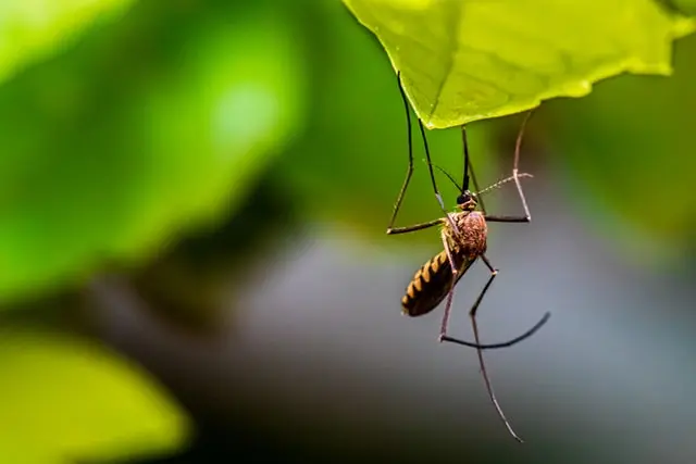 Alertă în Capitală din cauza țânțarilor purtători ai virusului West Nile/FOTO: Unsplash