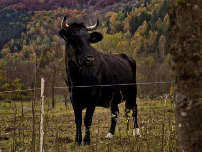 Un bărbat din Neamț a fost rănit grav de un taur. A făcut pe toreadorul și a ajuns la spital - Foto: Freepik.ro (Imagine cu caracter ilustrativ)