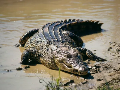 O specie de crocodil care trăiește în Asia se plimba prin Munții Făgăraș. Ce s-a descoperit - Foto: Profimedia Images/ Imagine cu caracter ilustrativ