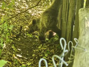 Un pui de urs s-a prins într-un gard. Misiunea a fost periculoasă pentru că ursoaica era în preajmă Foto: IJJ Vrancea