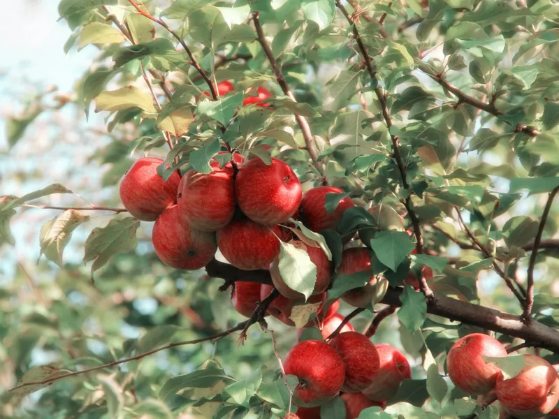 Recoltă culeasă direct de clienţi, o modă nouă în rândul amatorilor de legume și fructe naturale Foto: Pexels (fotografie cu caracter ilsutrativ)