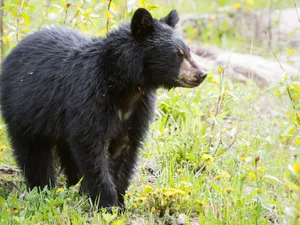 Alertă de urs la Sinaia. La Bușteni, se plimbă pe o stradă - Foto: wildlife alerts (imagine cu caracter ilustrativ)