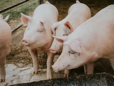 Focar de pestă porcină la Miercurea Sibiului. 80 de porci au fost sacrificați/FOTO: Unsplash