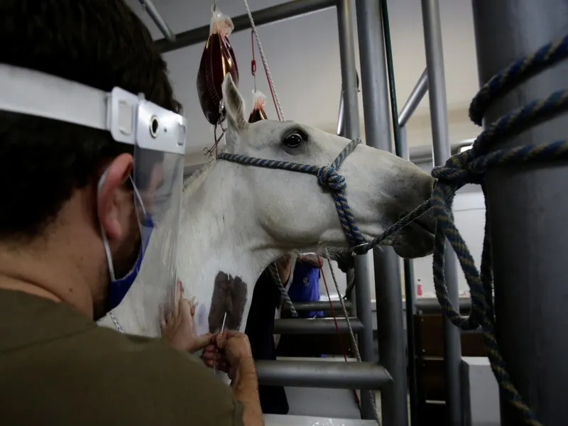 Oamenii de ştiinţă de la Institutul Clodomiro Picado au inoculat 6 cai cu proteine ale noului coronavirus şi au colectat apoi anticorpii dezvoltaţi de animale. / Foto: independent.co.uk