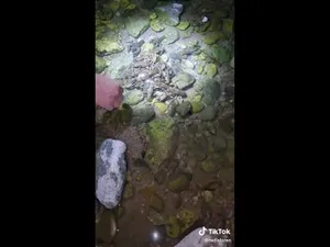 Un grup de tineri este căutat de autorități după ce a pescuit raci de ponoare pe Valea Iadei. / Foto: captură video