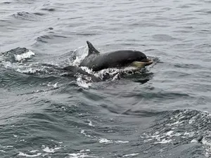 Rusia a dublat numărul delfinilor de luptă din Marea Neagră - Foto: Profimedia Images