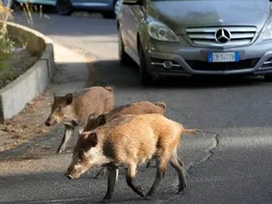 Roma a fost invadată de porci mistreți. Foto Paudal.com