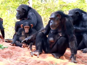 Două maimuțe bonobo au un pui cu care nu sunt înrudite/FOTO: Getty