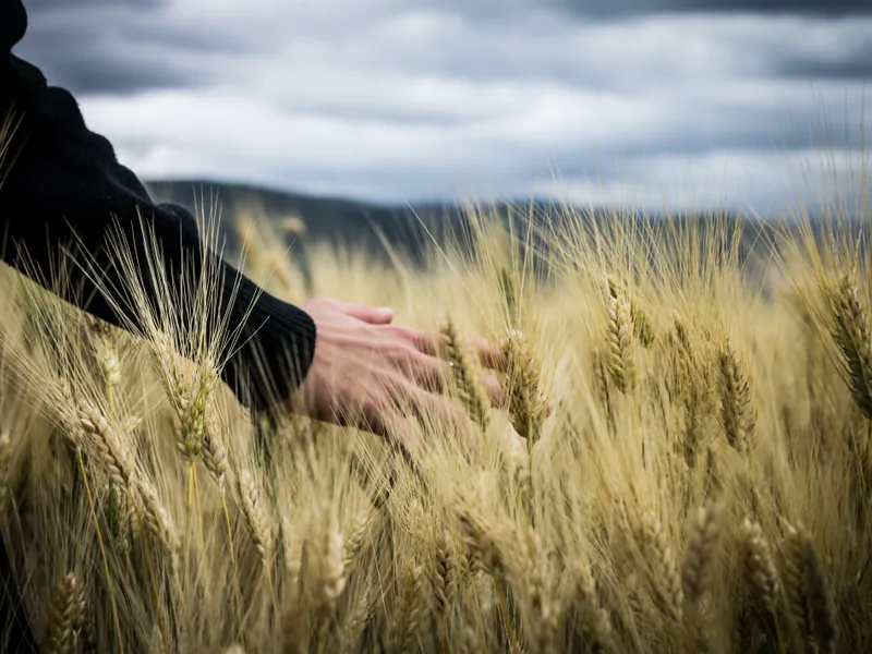 Seceta a afectat hectare întregi de teren- Foto: PEXELS PHOTOS/Giuseppe Russo