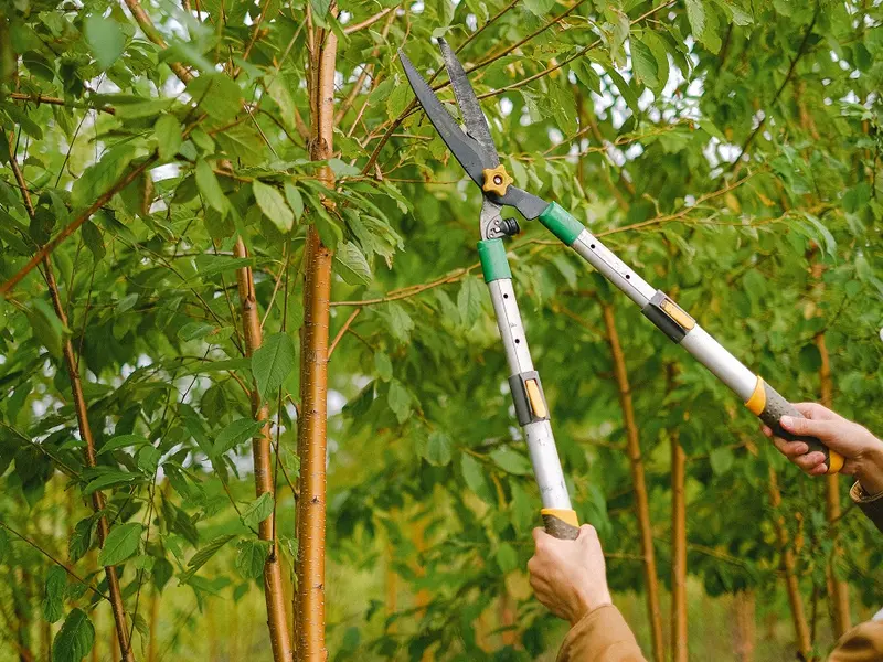 Dacă tai un anume copac poți lua amendă Imagine cu rol ilustrativ Foto: Pexels.com