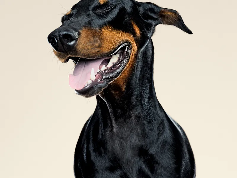 Dobermann