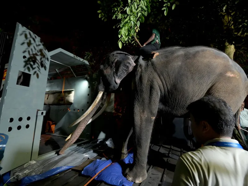 Îngrijitorii din Sri Lanka îl conduc pe elefantul Muthu Raja în interiorul unei cuști înainte de plecarea de la grădina zoologică Dehiwala din Colombo - Foto: Profimedia Images