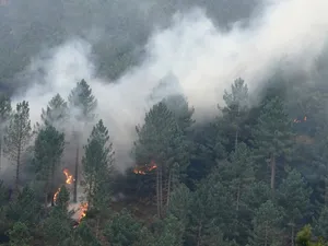 Incendiu de vegetație - Foto: Profimedia