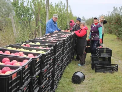 30.000 lei amendă pentru patru țărani ce vindeau mere la marginea drumului - Viața liberă