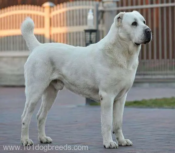 Turkmenistanul va avea o zi specială dedicată câinilor din rasa alabai/FOTO: 101dogbreeds.com