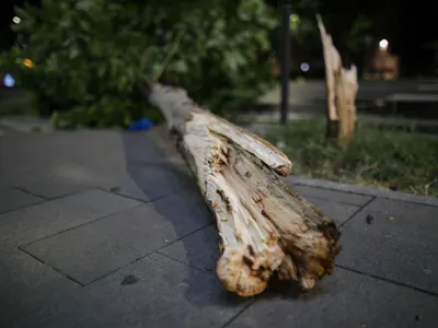 Furtuna de noaptea trecută a provocat daune în Giurgiu. Copaci, cabluri electrice și mașini avariate/FOTO: Inquam Photos / Octav Ganea