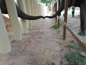 Kaavan, „cel mai singur elefant din lume”/FOTO: Facebook