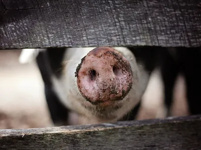 Alertă de pestă porcină africană, în Arad. Sute de porci vor fi sacrificați - Foto: pexels.com/Leah Kelley