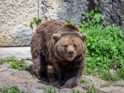 Și-a văzut moartea cu ochii. O turistă a fost atacată de un urs în zona Barajului Vidraru - Foto: Profimedia images - Caracter ilustrativ