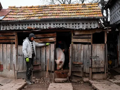 20 DECEMBRIE, Ignatul porcilor. Semnul care prevestea cum va fi iarna, la tăierea porcului - Foto: INQUAM PHOTOS / Alex Nicodim