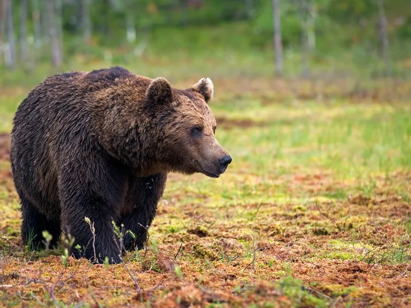 Locuitorii de lângă București, avertizați prin RO-Alert privind prezența unui urs în zonă - Foto: Profimedia Images/ Imagine cu caracter ilustrativ