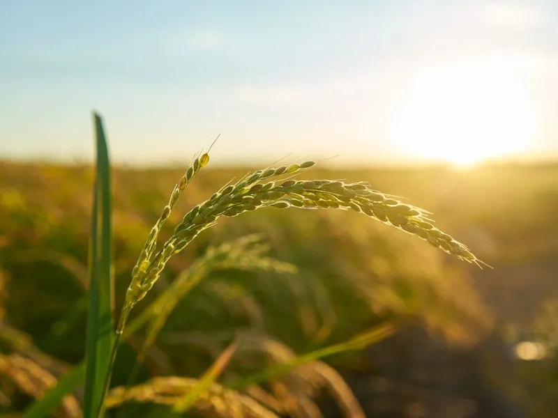 Afacerile din agricultură au ajuns dependente de informatică - Foto: Freepik/wirestock