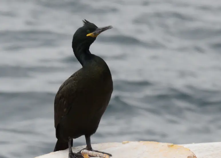 Cormoranul moțat/FOTO: sor.ro