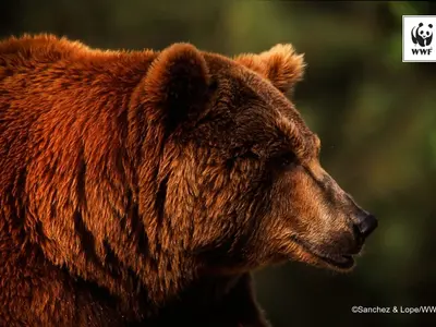 Facebook WWF România