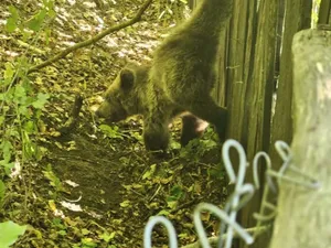 Un pui de urs s-a prins într-un gard. Misiunea a fost periculoasă pentru că ursoaica era în preajmă Foto: IJJ Vrancea