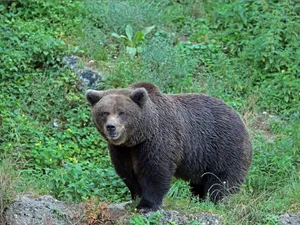 Un bărbat, rănit după ce a fost atacat de urs. A fost transmis mesaj Ro-Alert - Foto: Profimedia Images (Imagine cu rol ilustrativ)