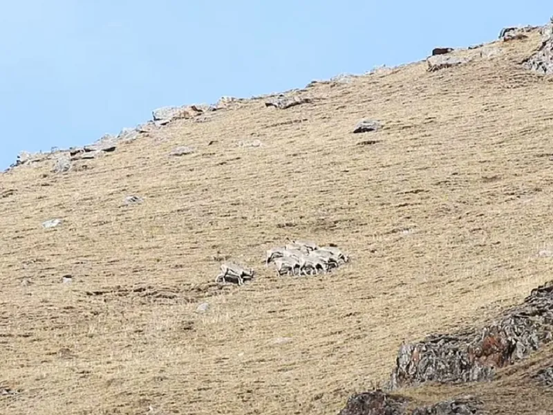 Leopardul pândește turma