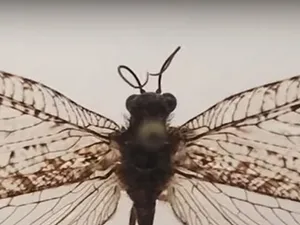 VIDEO O insectă gigantică din protoistorie zbura printr-un supermarket - Foto: captură video YouTube/ABC 7 Chicago