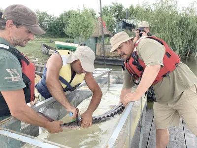 Sturgeon being tagged for scientific observation. Photo: Marius Daea