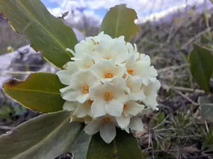 O floare pe cale de dispariție a fost găsită în Gorj. Foarte puțini au norocul să o găsească Foto: Gorjonline.ro